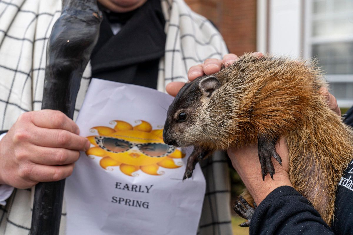 Quigley the Groundhog on Groundhog Day in Quogue, NY